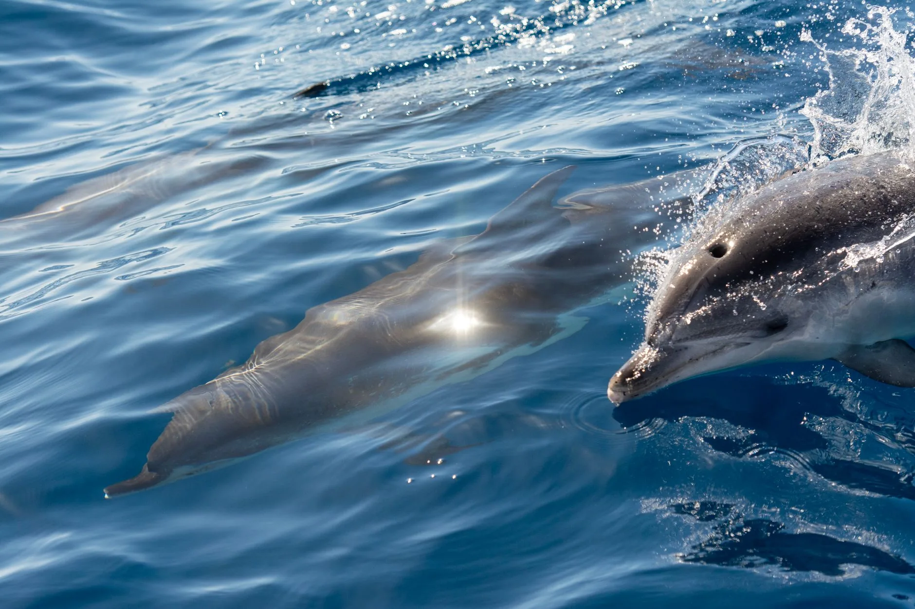 Plongeur et requin de récif au-dessus d'un récif corallien en eaux tropicales