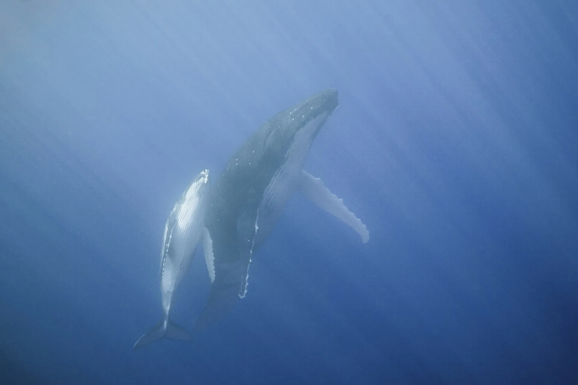 Juillet à octobre : les baleines à bosse et le Heiva